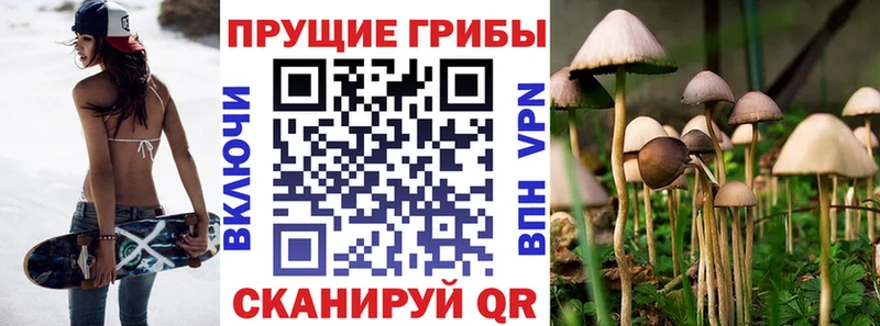 блэк спрут ONION  Стародуб  Псилоцибиновые грибы Psilocybe 